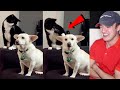 A Cat Thinks Long Before Hitting A Dog Reaction