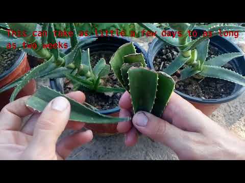 image-What is aloe vera plant?