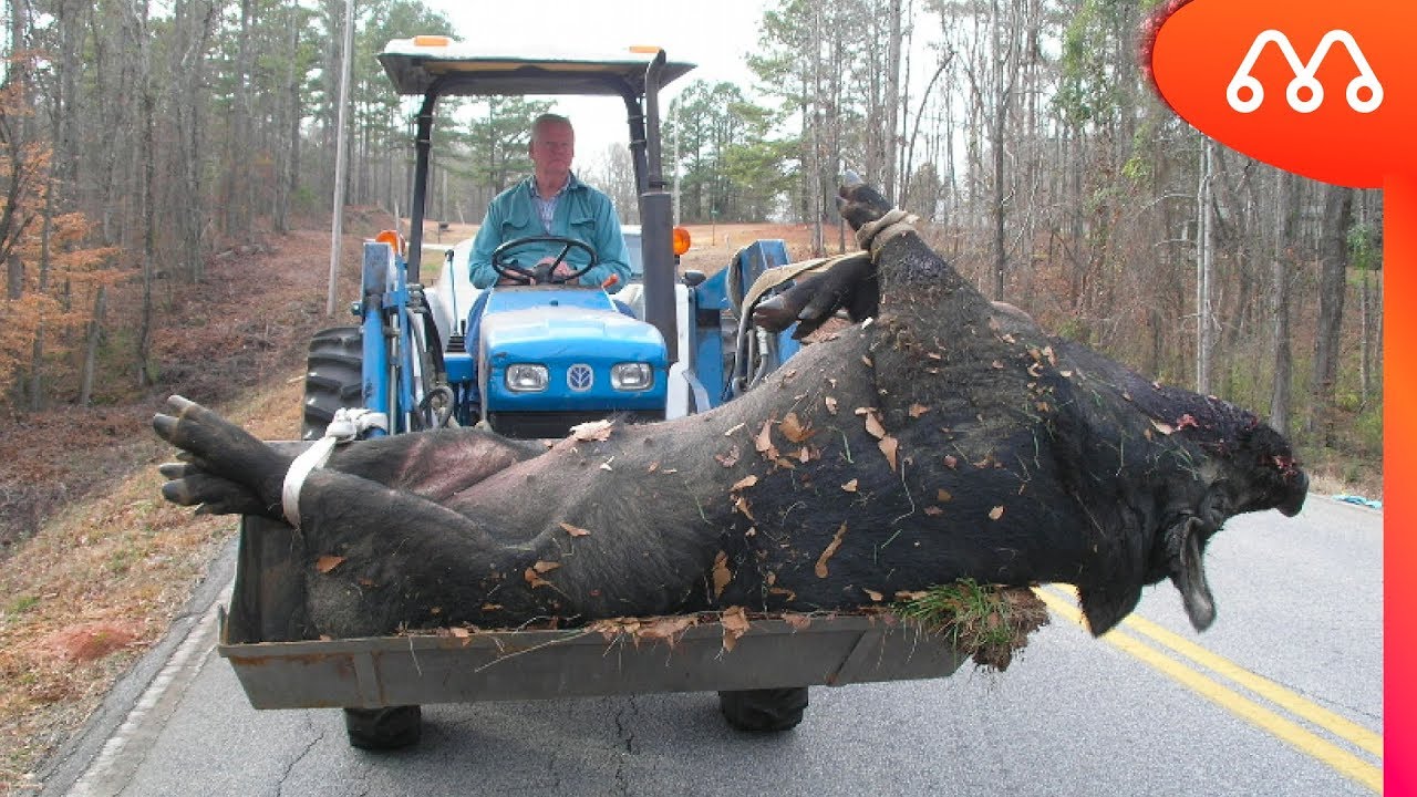 Watch Now PORCO GIGANTE É CARREGADO POR TRATOR - MAIORES DO MUNDO PORCO GIGANTE É CARREGADO POR TRATOR - MAIORES DO MUNDO
