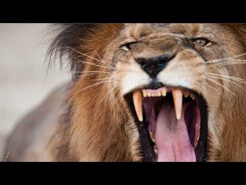 Lion and the Hare - Wildlife Adventure Stories