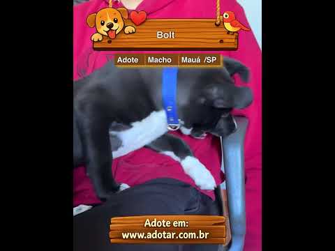Vídeo de Bolt