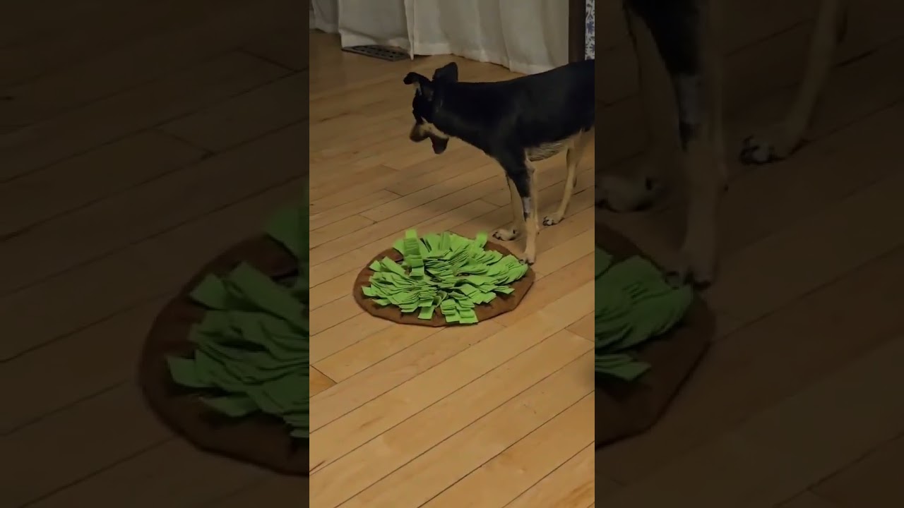 Bentley, a ADOPTABLE mixed breed in Worcester, MA video 6/6