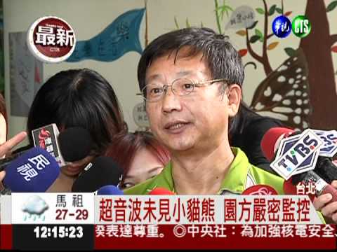 貓熊圓圓有喜? 動物園"很樂觀"