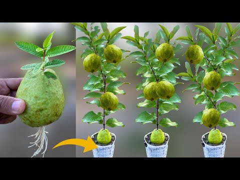 , title : 'How To Grow Guava Tree From Guava Fruit | Growing Guava Plant Fast To Get A Lot of Fruits'