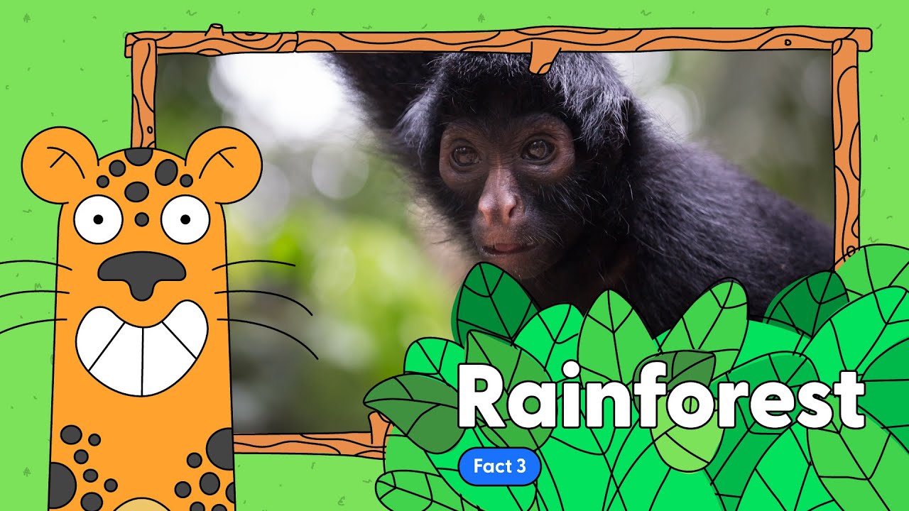 Amazon Rainforest Fact 3