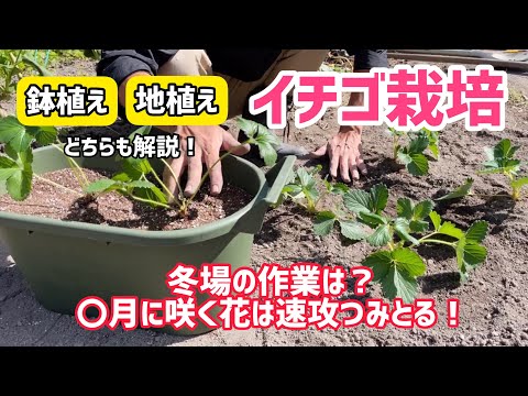 園芸 イチゴの植え方は?