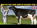 The Ultimate Milking COW Care Guide How To Take Care Of DAIRY COW Maximizing Milk Output
