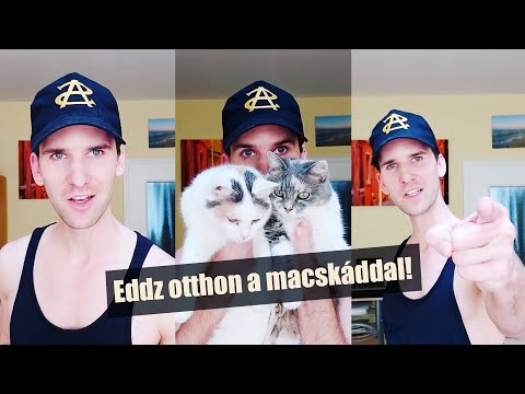 OTTHONI EDZÉSTERV MACSKÁKKAL