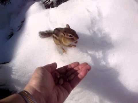 Little Male chipmunk in a hurry