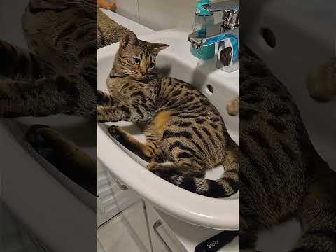 Wasser Tropfen #katze #katzen #katzenvideos #katzenshorts #katzenliebhaber #lustigekatzen #cat