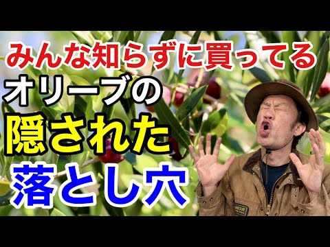 鉢植えのオリーブの木の手入れ方法