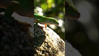 Green Lizard | 🦎#lizards #shorts