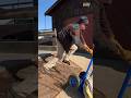 When Working Hard Goes Wrong Shorts Fail Man Funny