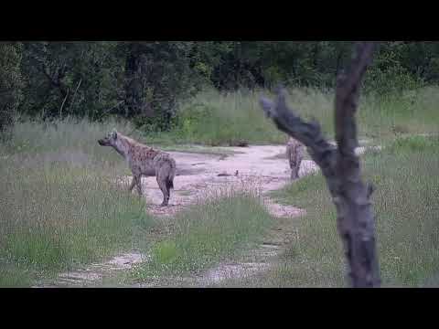 Djuma: Two Hyenas - 05:45 - 01/01/22