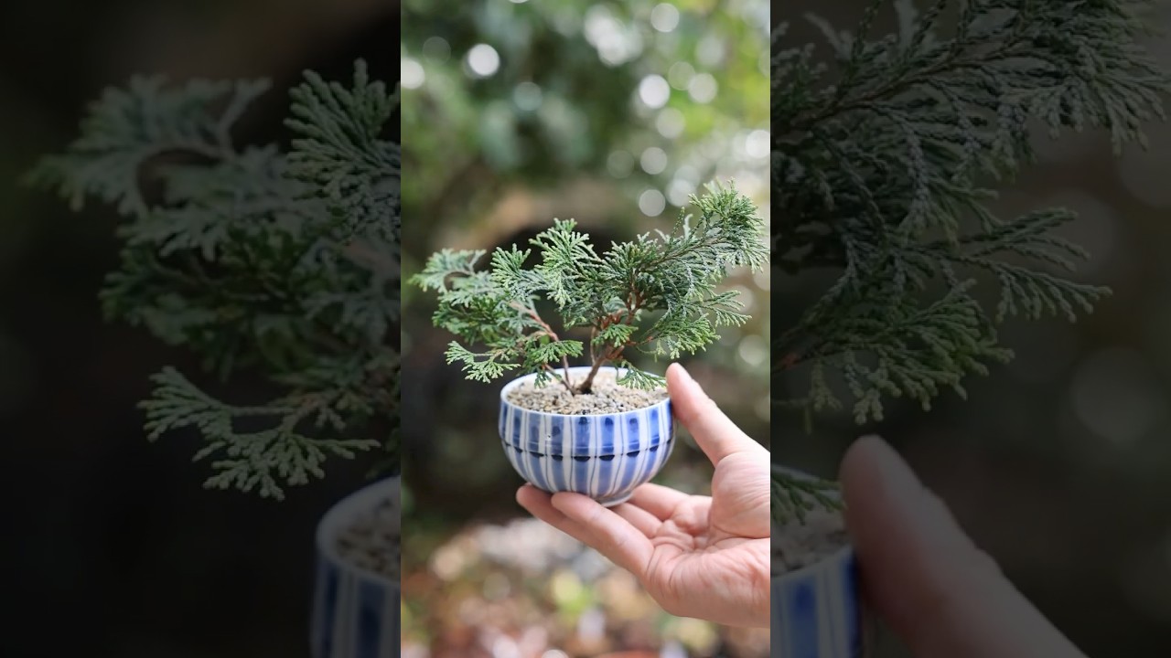 3月下旬、剪定前のボサっとヒノキ湯吞みミニ盆栽 #bonsai #盆栽 #spring