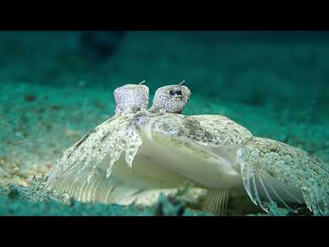 Flounder Fish [ TAMPAL PUKE Local name ]