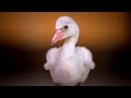 Zoo S Baby Flamingos Have Serious Attitude