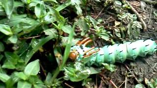 preview picture of video 'Hickory Horned Devil - Citheronia regalis (Fabricius)'