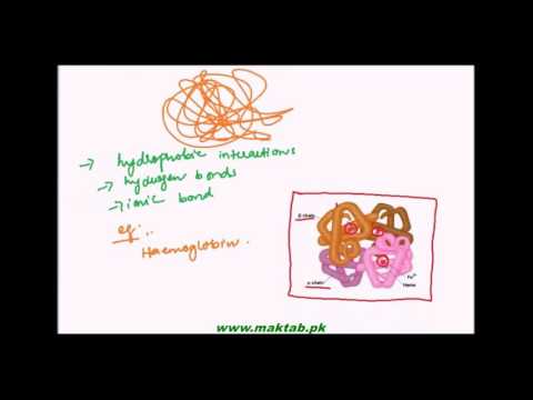 FSc Biology Book1, CH 2, LEC 11: Structure of Proteins (Part 2)