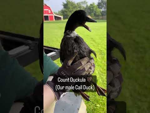 Listen closely! 👂Ever wondered what male and female call ducks sound like? Here is a great example!