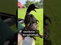 Listen Closely Ever Wondered What Male And Female Call Ducks Sound Like Here Is A Great Example