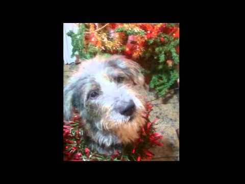 Feliz Navidad de perros! Merry Christmas dog sings