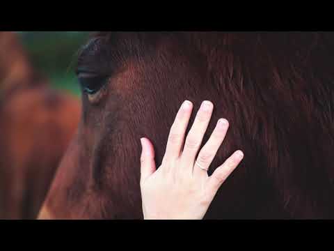 Violão Solo  - BRAVEI