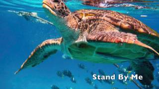 [BGM] Ukulele Instrumental Music Vol.2 / Kyogoku Junichi