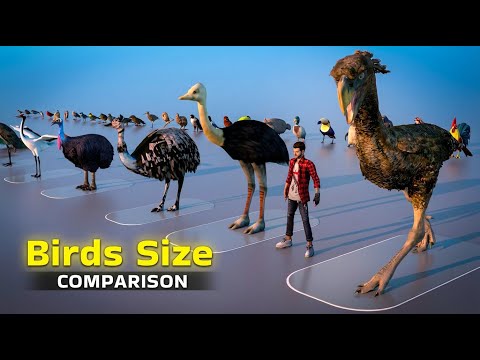 The Ultimate Bird Size Showdown