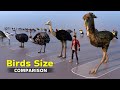 Birds Size 3D Comparison 2022