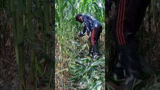 Download lagu Corn Husk mp3