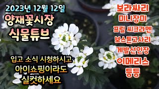 양재꽃시장 식물튜브 입고영상 [보라싸리, 미니장미, 프릴 씨크라멘, 보스톤고사리, 아기별꽃, 황금사철, 퀸로…