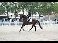 Jument - KWPN - 4 ans - Dressage - France