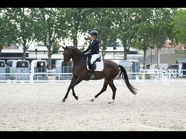 Jument - KWPN - 4 ans - Dressage - France