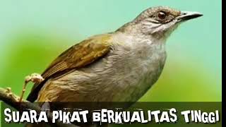 Download lagu SUARA BURUNG MERBAH BELUKAR terbaik. mp3 Download lagu SUARA BURUNG MERBAH BELUKAR terbaik. mp3
