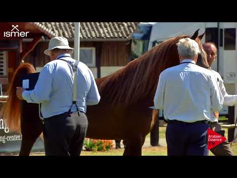 N.132 JERYAN ALJASSIMYA - Strohen 2018 B Int