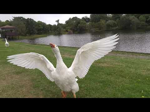 Sam the Flightless Goose Nearly Takes Off