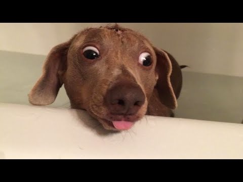 Une vie de chien drôle et hilarante