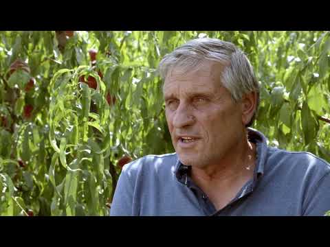 Ροδάκινα Νάουσας ΠΟΠ