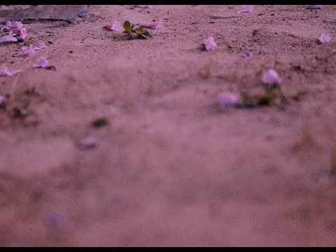 2. FLECHAS - Moisés da Torre e Lacerda (Cultivando Flores)