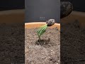 300 Days in 36 seconds - Stone Pine Time-lapse
