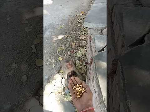 seva bhav ll🚩ll (jai Shree ram) #ram #gaay #dog #animals #seva #sorts #youtubeshorts #shortsfeed