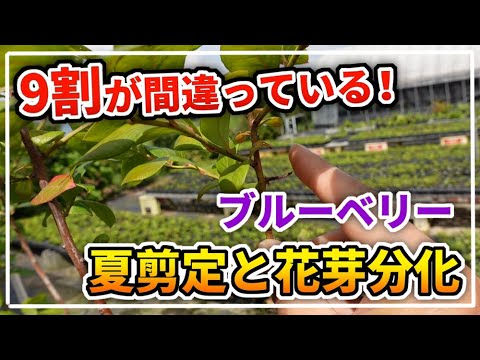 エスパリエ果実の夏剪定 トピックス