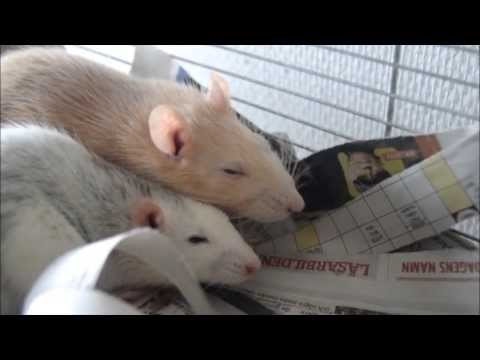 Tired Rats