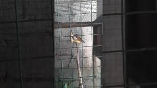 Download lagu CJ KENJI(ady jenggot)bali mp3 Download lagu CJ KENJI(ady jenggot)bali mp3