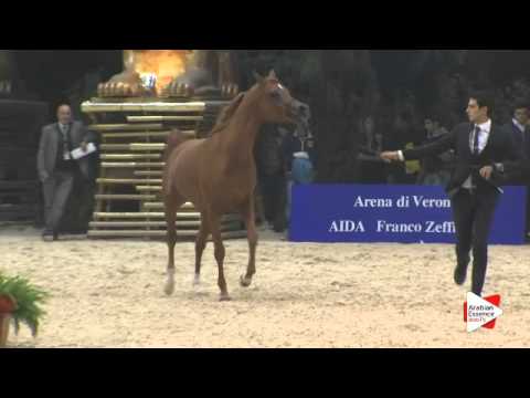 N 49 MAGIC MON CHERI   Gran Prix 2015   4+ year old stallions Class H