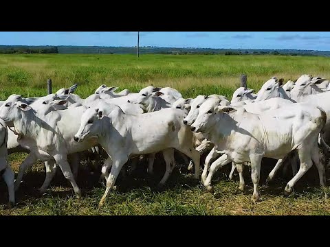 LOTE J22 - 63 NOVILHAS NELORE 302 Kg