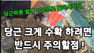 당근파종 쉽게하고 발아율 높이는 기발한 방법! #당근키우기 #당근재배 #당근심는방법 #당근파종하는방법 #당근…