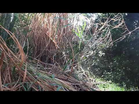 Edilson chagas da Silva