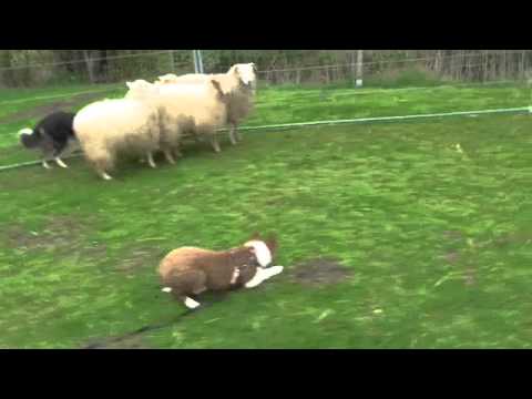 Kisses ( Give me Kisses of Silent Storm ) 13,5 weeks